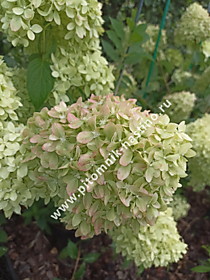 Начало окрашивания соцветия гортензии метельчатой Пиксио (Hydrangea paniculata Pixio). Цветение наших маточных кустов