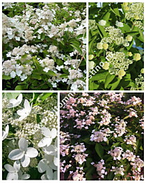 Гортензия метельчатая Prim White (Прим Вайт, Dolprim) (Р9)