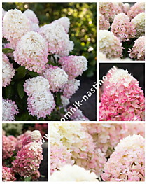 Гортензия метельчатая Raspberry Pink (Распберри Пинк) (С10)