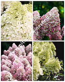 Гортензия метельчатая Royal Flower (Роял Флауэр) (С1,6)