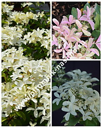 Гортензия метельчатая Star Rose (Стар Роуз) (С1,6)