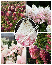Гортензия метельчатая Strawberry Blossom (Строуберри Блоссом) (С5)
