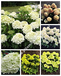 Гортензия метельчатая Summer Breeze (Саммер Бриз, Little Lime Ice) (Р9)
