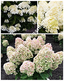 Гортензия метельчатая Summer Snow (Саммер Сноу) (Р9)