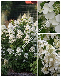 Гортензия метельчатая White Lady (Вайт Леди) (С1)