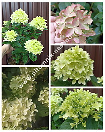 Гортензия метельчатая Gardenlight Whitelight (Гарденлайт Вайтлайт) (Р9)