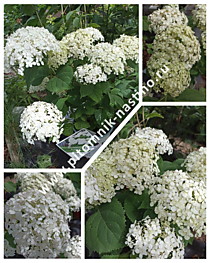Гортензия древовидная BellaRagazza Blanchetta (Белла Рагацца Бланчетта) (Р9)