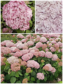 
    Гортензия древовидная Candybelle Stand Up Pink (Кандибель Стенд Ап Пинк) (Р9, Европа)
  