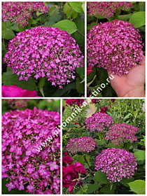 
    Гортензия древовидная Candybelle Winegum (Кандибель Вайнегам) (ОКС, Европа)
  