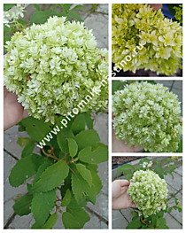 Гортензия древовидная Hayes Starburst (Double Annabelle) (Р9)