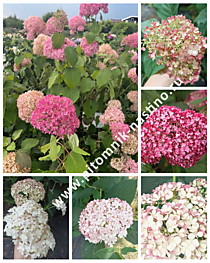 Гортензия древовидная Magical Dark Pink (Меджикал Дарк Пинк) (Р9)