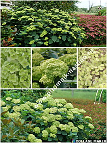 
    Гортензия древовидная Sublime Annabelle (Сублим Анабель) (ОКС, Европа)
  