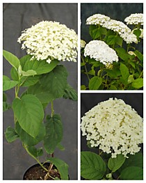 Гортензия древовидная White Ball (Вайт Бол) (Р9)