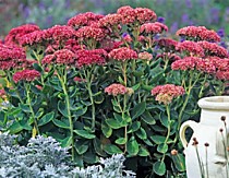 Очитки (седумы)