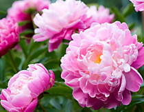 Пионы коллекция и предложение