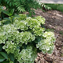Гортензия гибридная (ампельная) Fairytrail Green (Фейри Трейл Грин) (Р9)