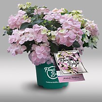 Гортензия гибридная (ампельная) French Bolero pink (Френч Болеро Пинк) (Р9)