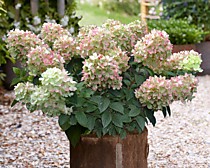 Гортензия метельчатая Gardenlight Pinklight (Гарденлайт Пинклайт) (Р9)