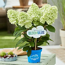 Гортензия метельчатая Bloomulus Cirrus (Блумулус Циррус) (С5)