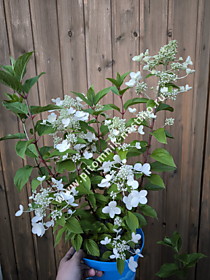 
    Гортензия метельчатая Bloomulus Cumulus (Блумулус Кумулус) (С2,5)
  