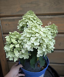 
    Гортензия метельчатая Bloomulus Fluffa (Блумулус Флаффа) (С5)
  