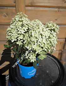 
    Гортензия метельчатая Bloomulus Nimbus (Блумулус Нимбус) (С2,5)
  