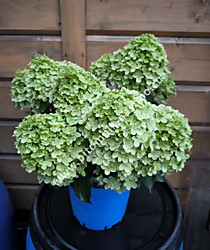 
    Гортензия метельчатая Bloomulus Stratix (Блумулус Стратикс) (С5)
  