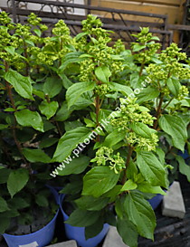 
    Гортензия метельчатая Bloomulus Stratus (Блумулус Стратус) (С5)
  