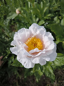 Первое цветение пиона Blushing Princess (Блашинг Принцесс)