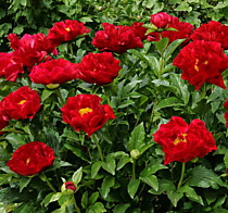 Пион Mackinac Grand (Маккинак Гранд) ОКС
