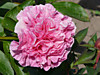 Пион Carnation Bouquet (Карнешн Букет) ОКС