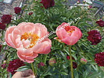 Пион Coral Charm (Коралл Шарм) ОКС
