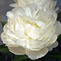 Пион Elsa Sass (Эльза Сасс) ОКС