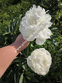 Первое цветение пиона Elsa Sass (Эльза Сасс)