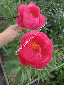 Пион Cytherea (Цитерия) ОКС