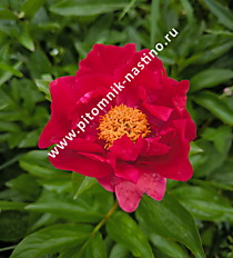 Пион Mackinac Grand (Маккинак Гранд) первое цветение