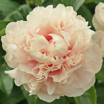 Пион Majesty's Splendor (Маджестис Сплендор) ОКС