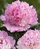 Пион Энджел Чикс (Paeonia lactiflora Angel Cheeks) ОКС