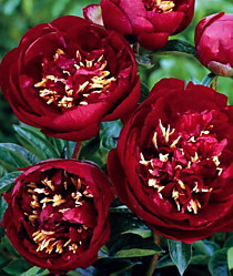 Пион Buckeye Belle (Бакай Белл) ОКС