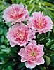 Пион Ду Телл (Paeonia lactiflora Do Tell) ОКС