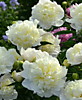 Пион Дюшес де Немур (Paeonia lactiflora Duchesse de Nemours) ОКС