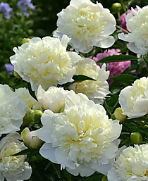 Пион Duchesse de Nemours (Дюшес де Немур) ОКС