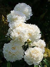 Пион Gardenia (Гардения) ОКС