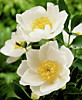 Пион Ян ван Леувен (Paeonia lactiflora Jan van Leeuwen) ОКС