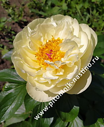 Пион Lemon Chiffon (Лемон Шиффон) ОКС