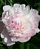 Пион Пинк Дабл (Paeonia lactiflora Pink Double) ОКС