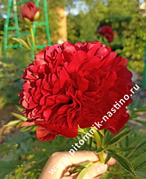 Пион Red Grace (Ред Грейс) ОКС