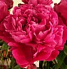 Пион Ред Сара Бернар (Paeonia lactiflora Red Sarah Bernhardt) ОКС