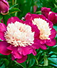 Пион Уайт Кэп (Paeonia lactiflora White Cap) ОКС