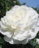 Пион Уайт Дабл (Paeonia lactiflora White Double) ОКС